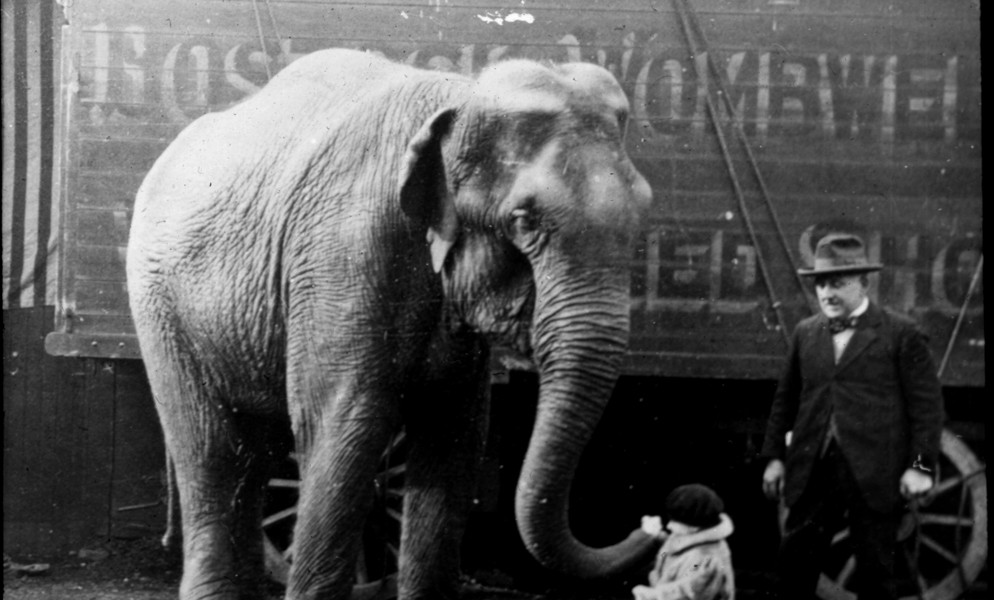 How do you eat an elephant?